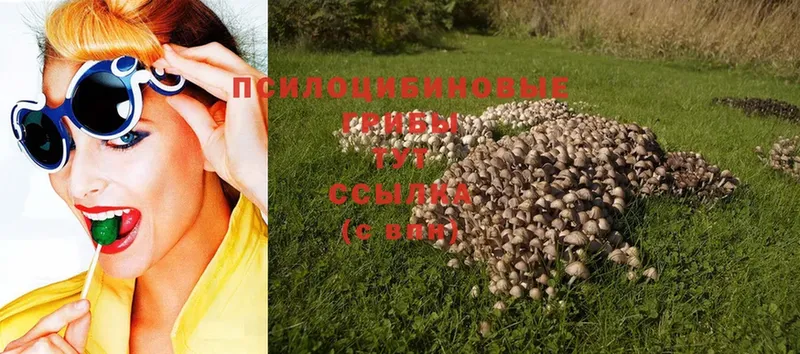 Галлюциногенные грибы Psilocybe  где продают наркотики  Шумиха 